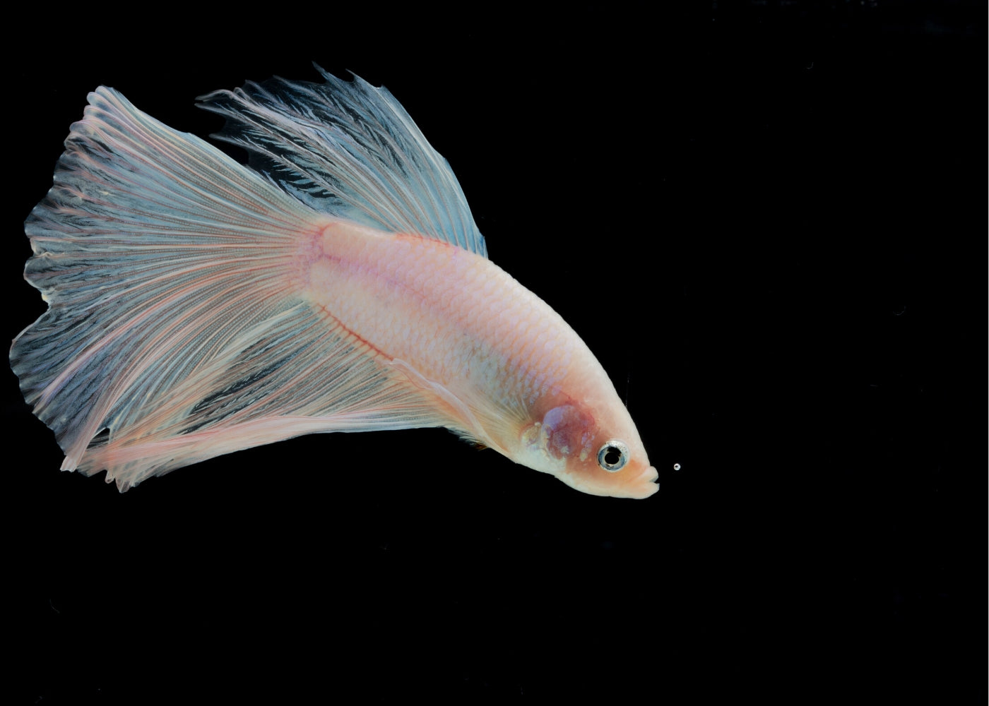 Fighter Male Longfin White