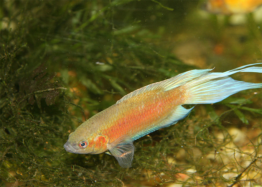 Paradise Fish Apricot