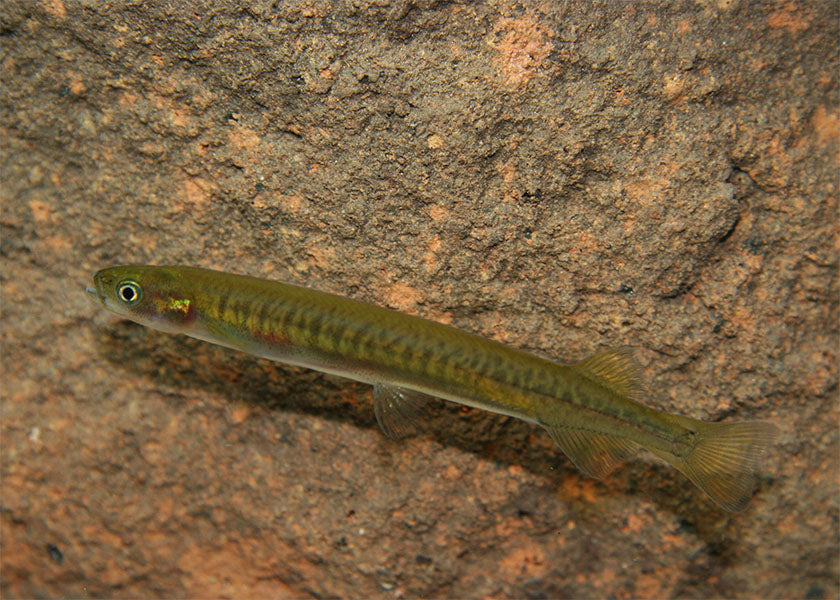 Galaxias Maculatus - Jollytail