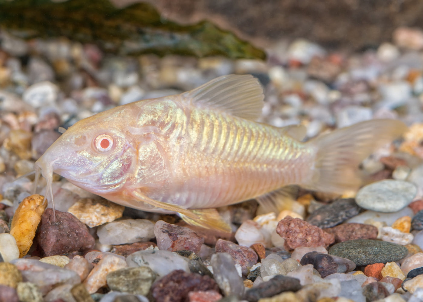 Corydoras Albino