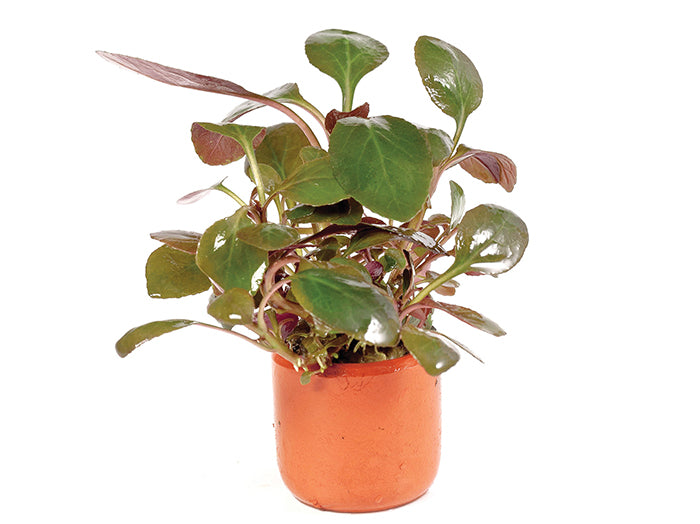 Lobelia Cardinalis in Terracotta Pot