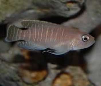 Neolamprologus Brevis