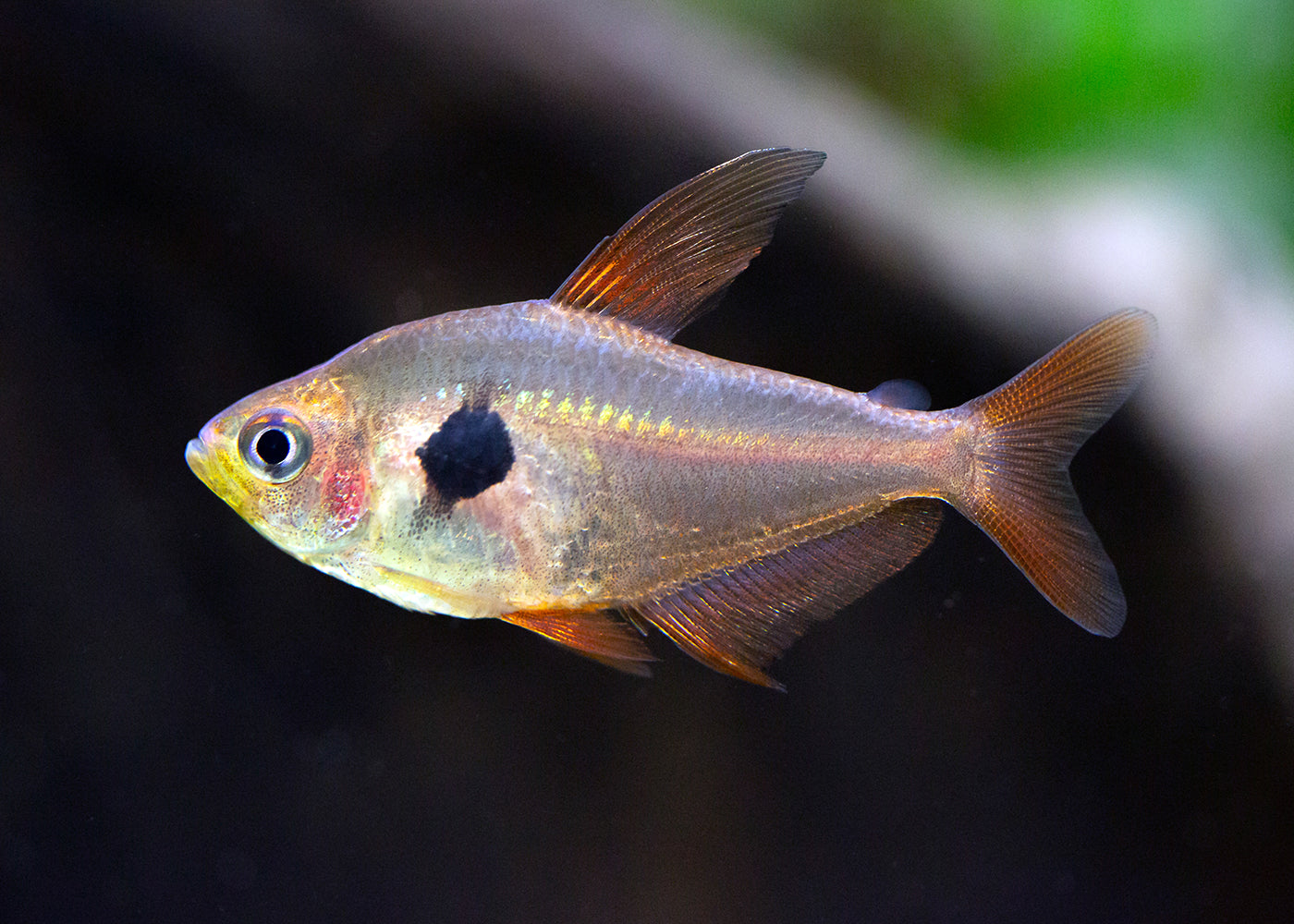 Phantom Tetra - Red Special (6 for $25)