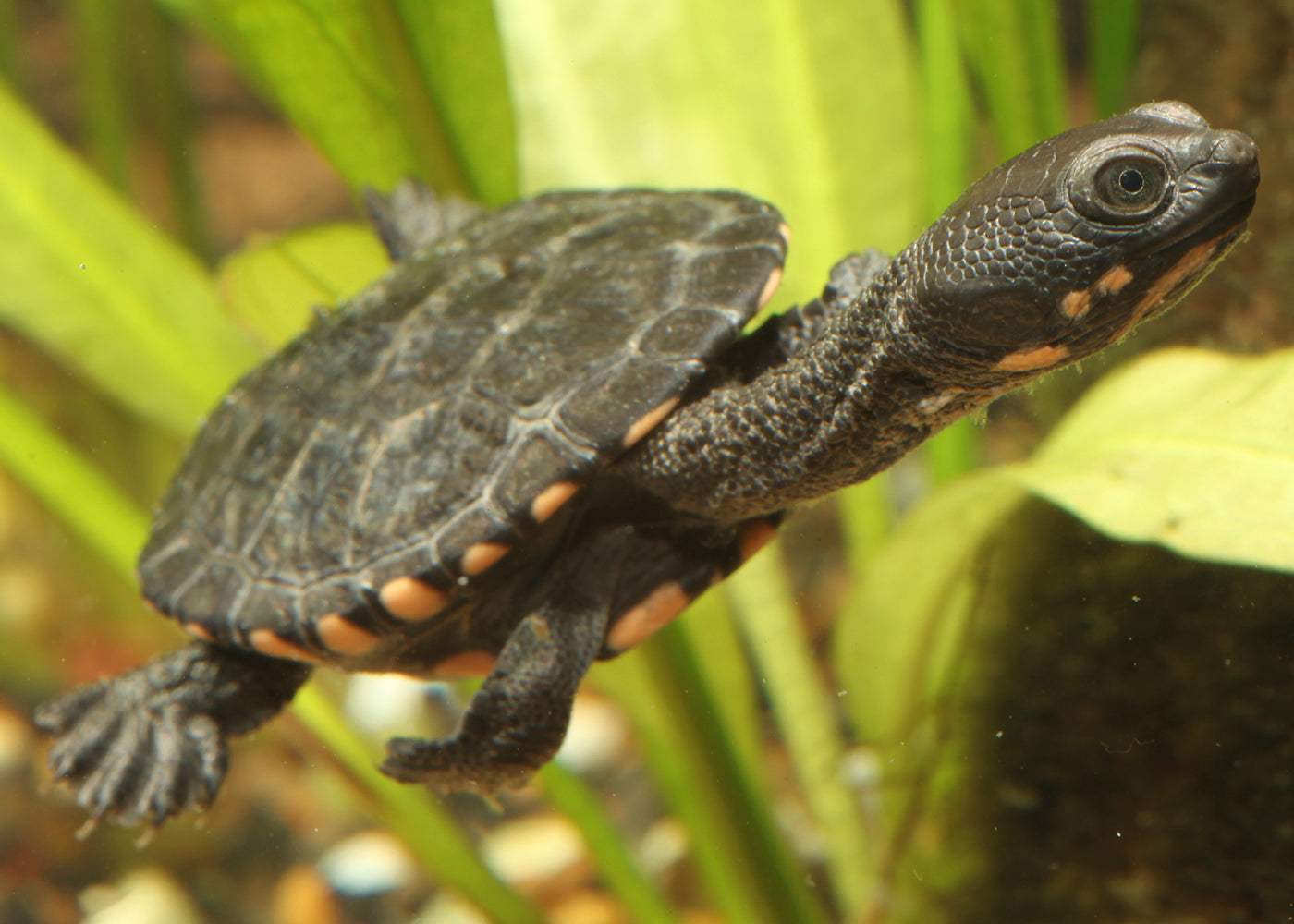 Eastern Long Neck Turtle (Hatchling)
