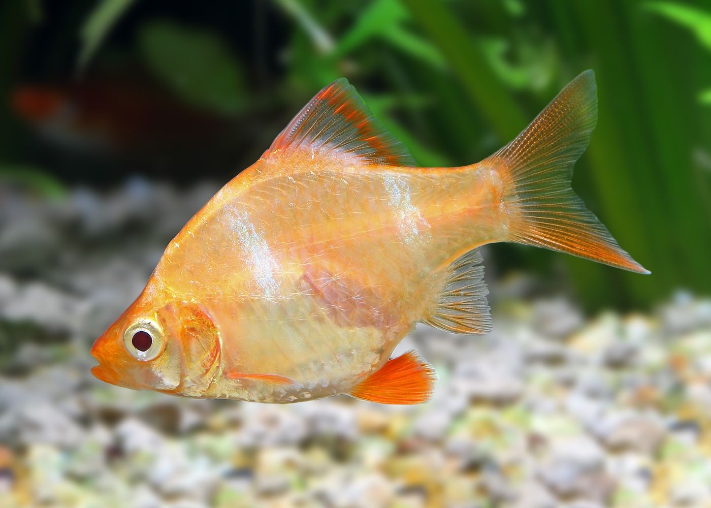 Tiger Barb Golden