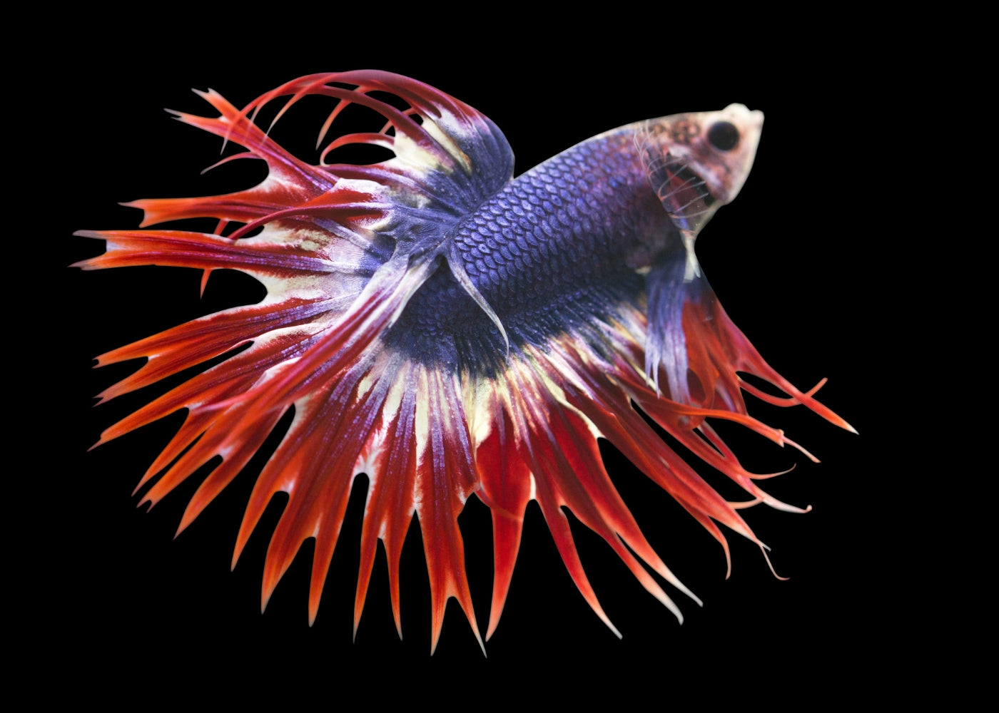 Fighter - Crowntail Male Thai Flag