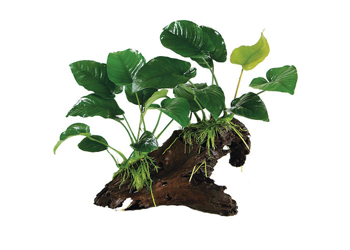 Anubias on Driftwood 3