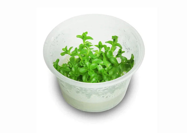 Bacopa Amplexicaulis Tissue Culture
