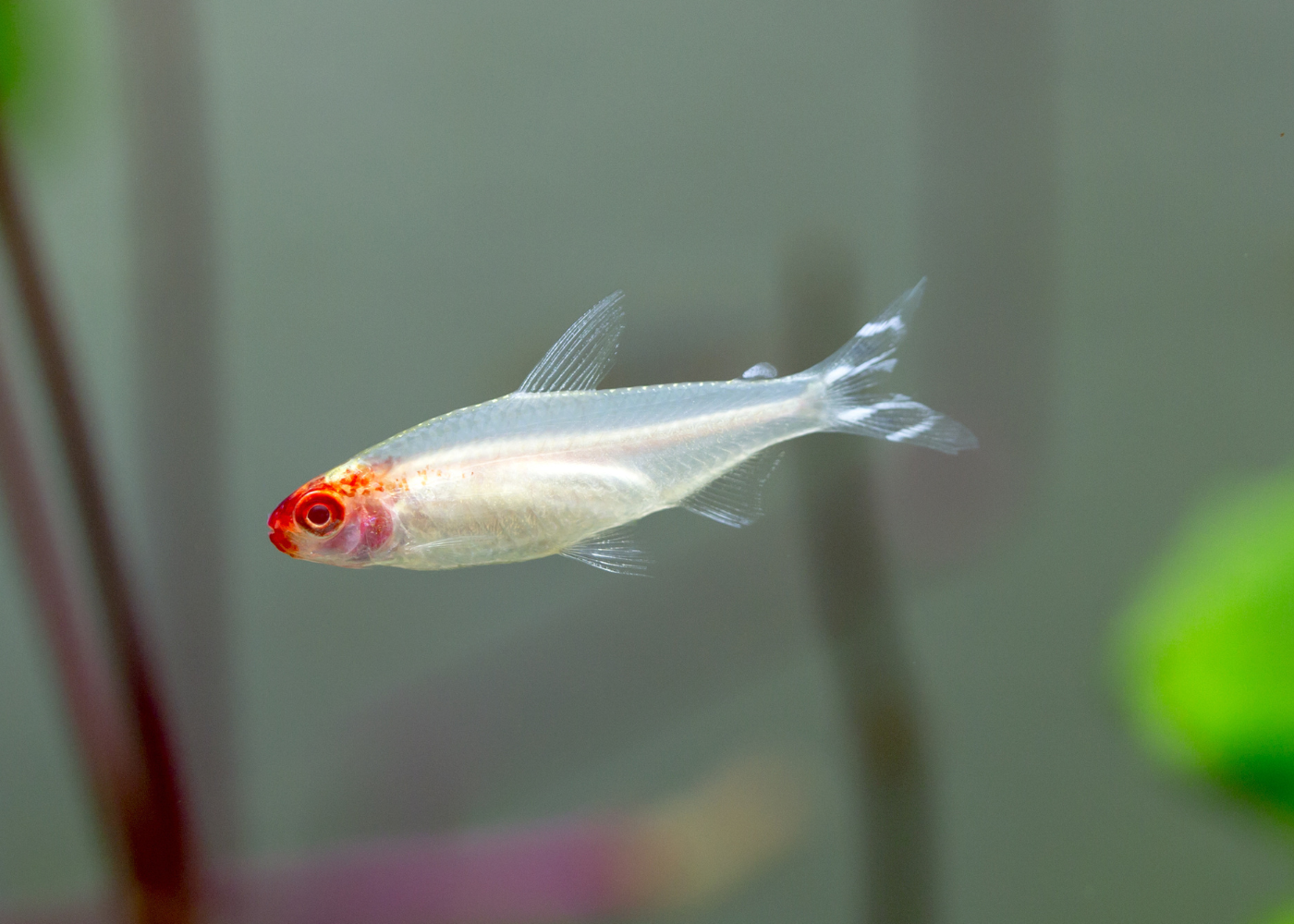 Rummynose Tetra - Albino Special (6 for $45)