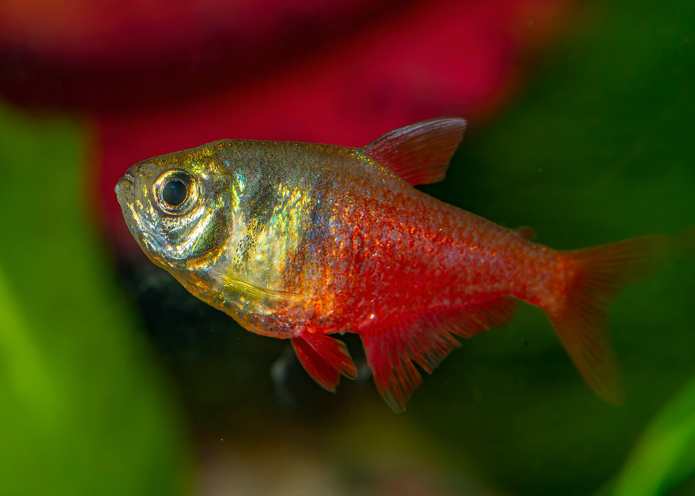 Flame Tetra