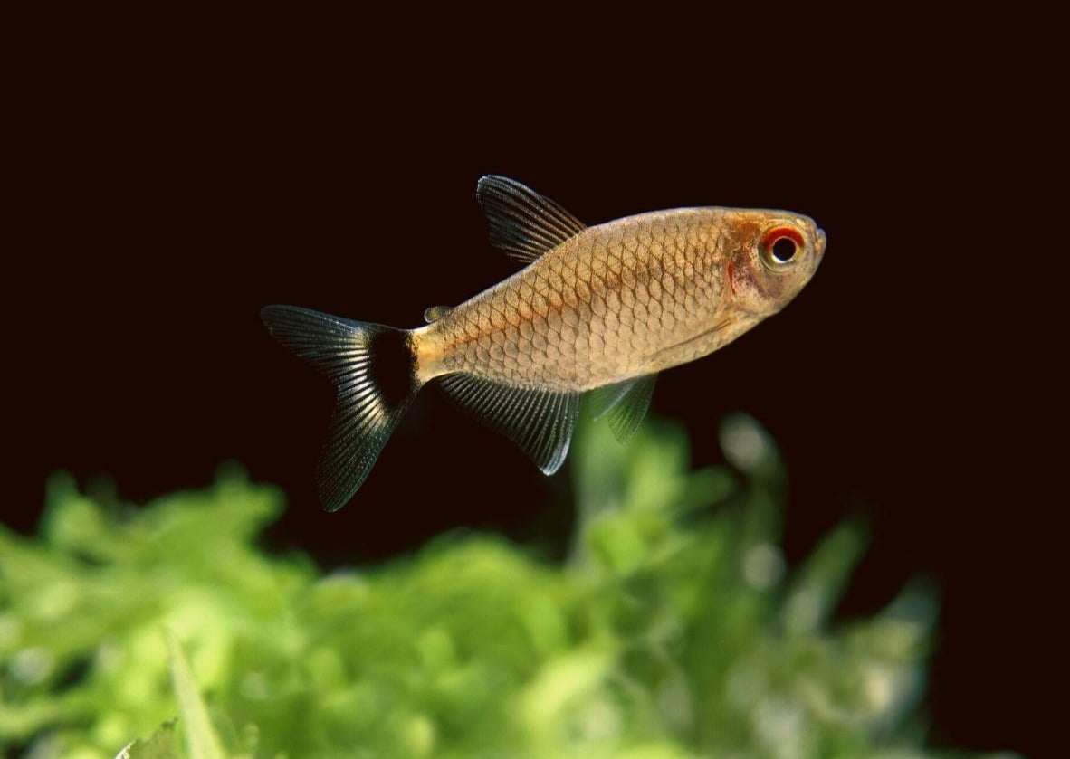 Red Eye Tetra