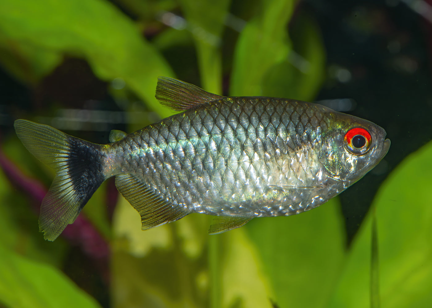 Red Eye Tetra 2