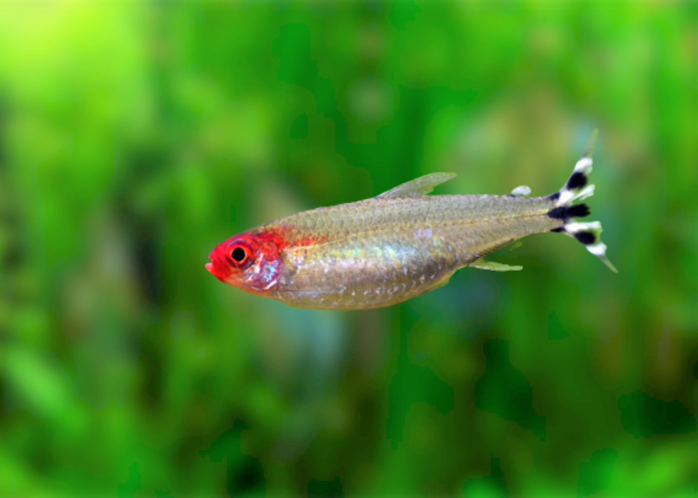 Rummynose Tetra 3