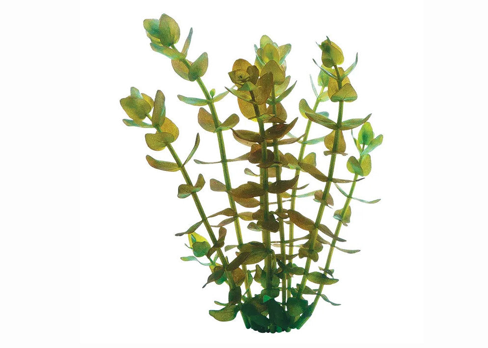 Bacopa