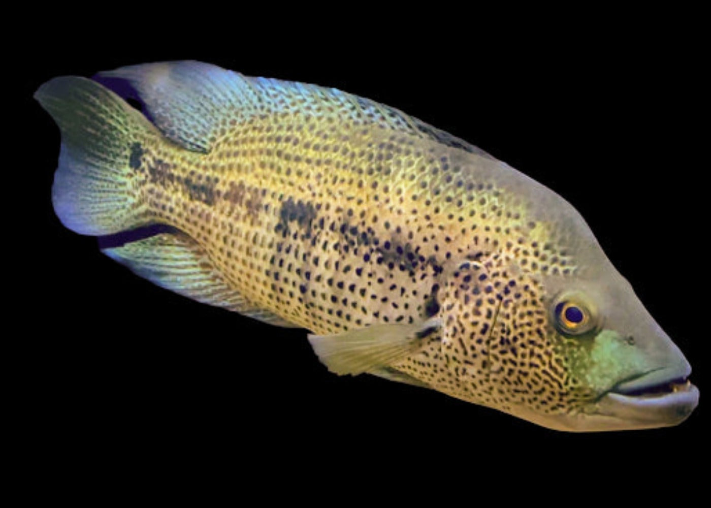 Wolf Cichlid - Dovii