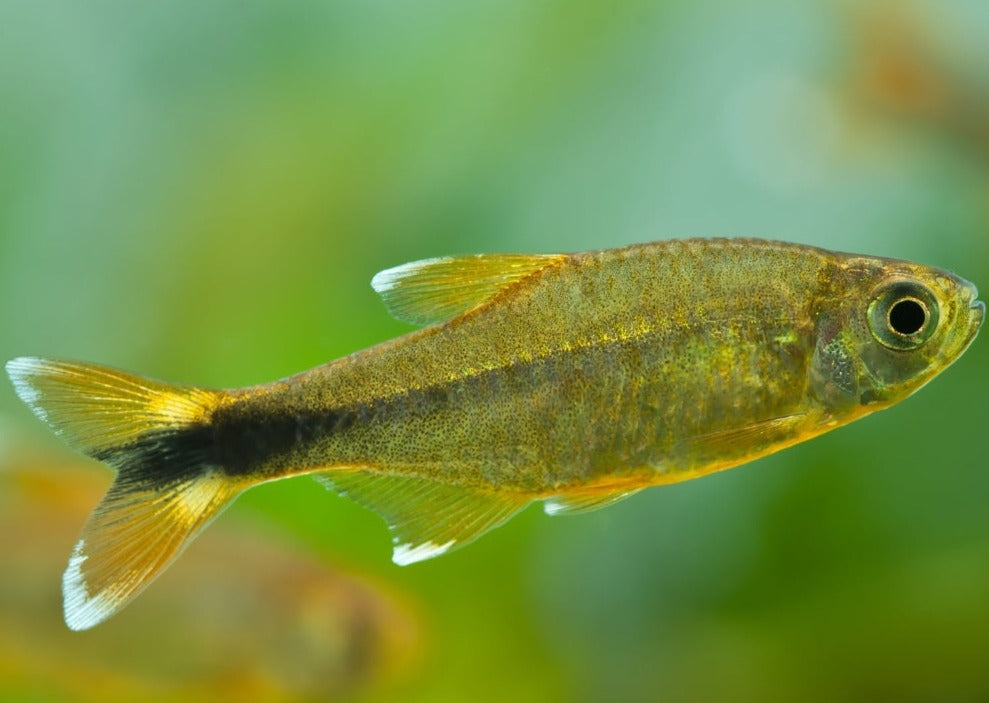 Silvertip Tetra