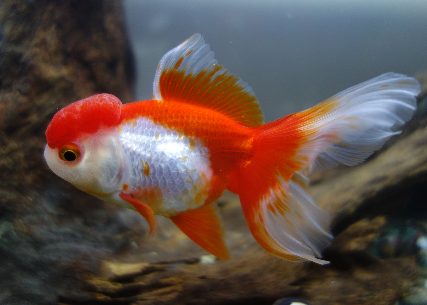 Oranda - Assorted Premium