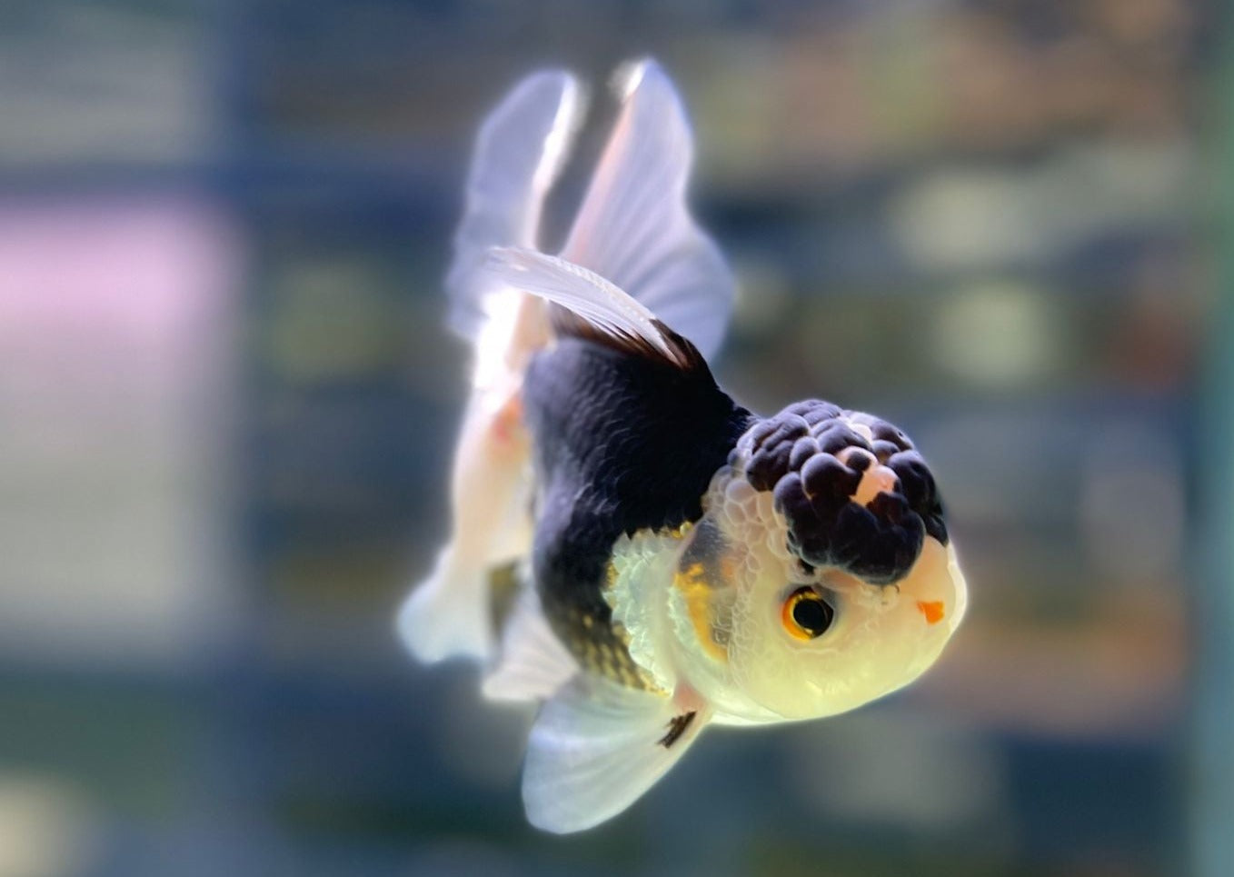 Oranda - Assorted Premium 2