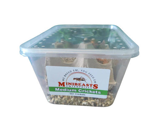 Minibeasts Bucket of Bugs - Live Crickets only (no bucket) 2
