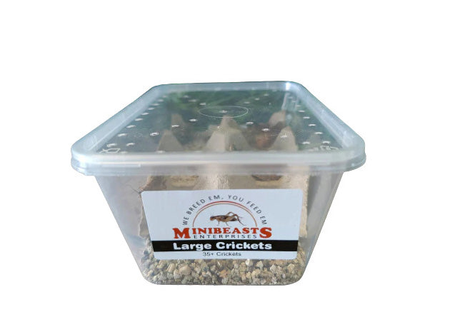 Minibeasts Bucket of Bugs - Live Crickets only (no bucket) 3