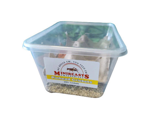 Minibeasts Bucket of Bugs - Live Crickets only (no bucket) 4