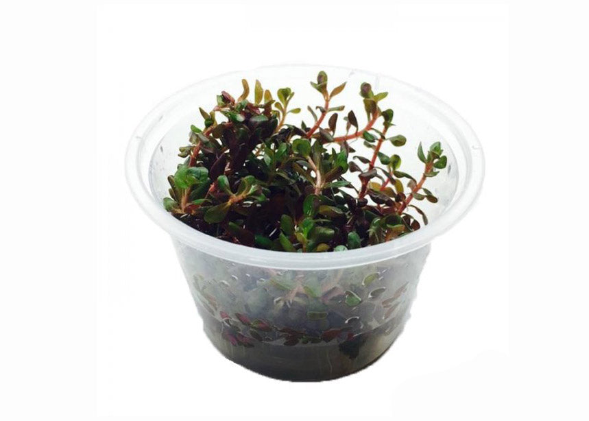 Colorata Tissue Culture