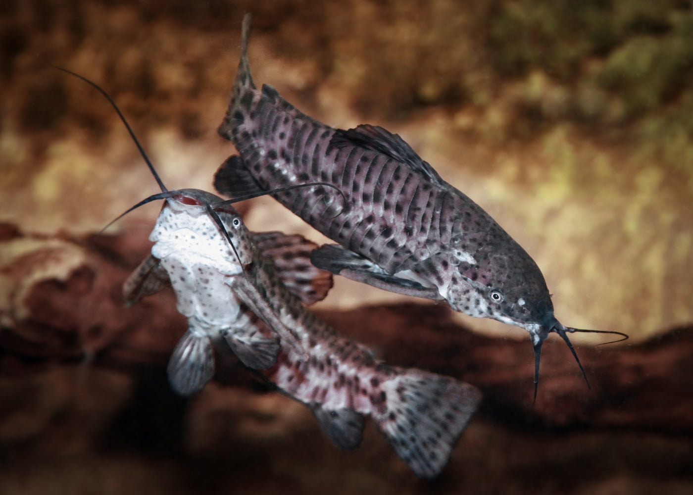 Hoplo Catfish 3