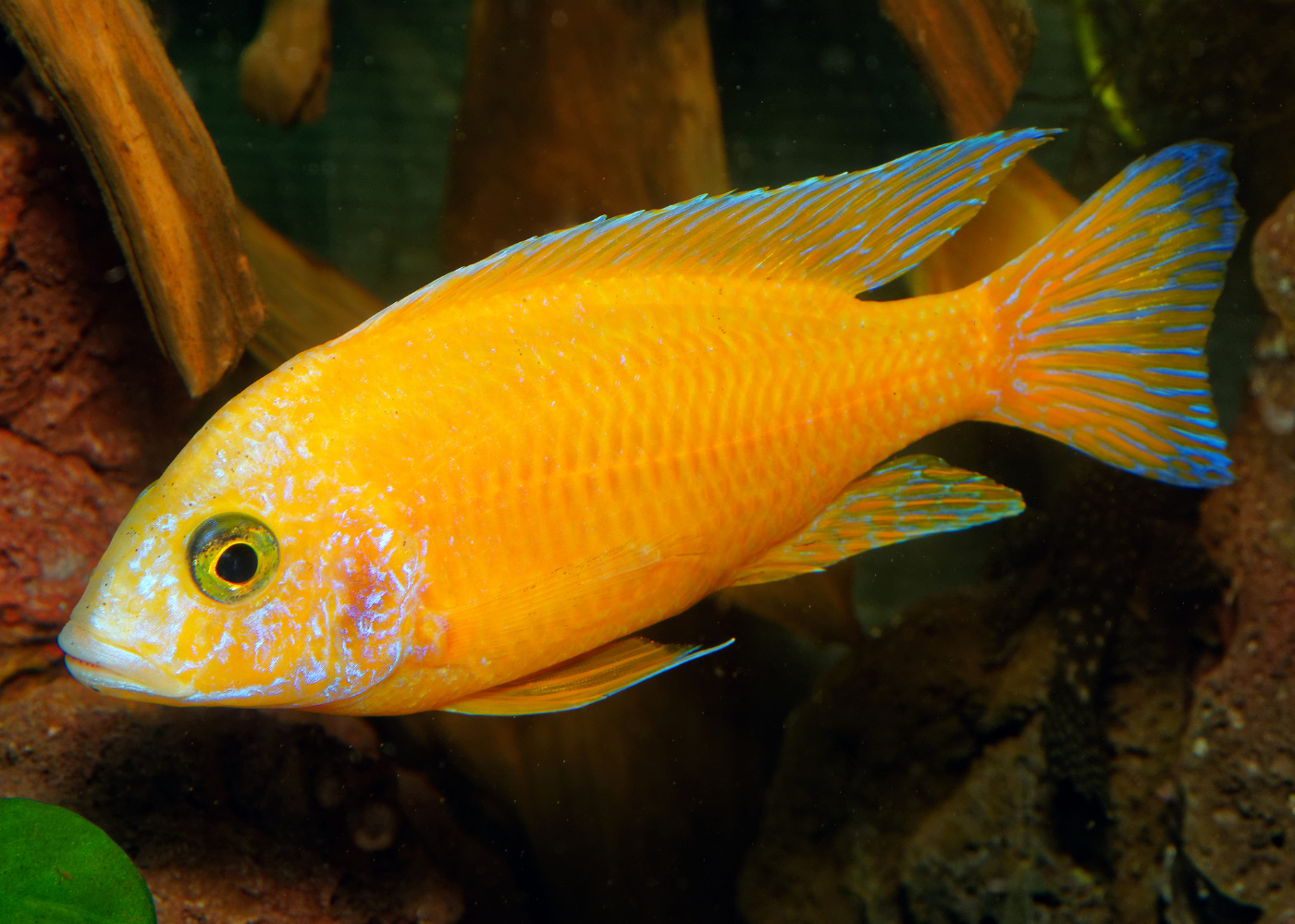 Peacock Cichlid - Yellow