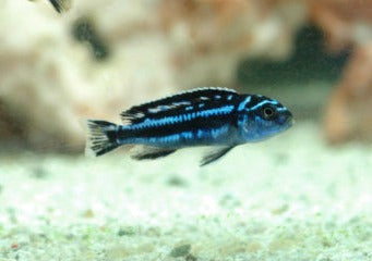 Melanochromis Maingano