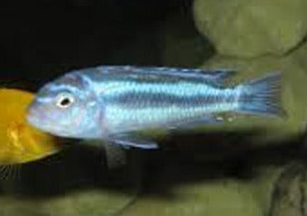 Melanochromis Maingano 2