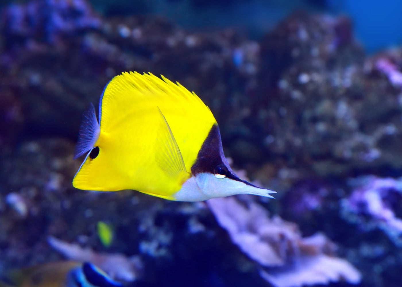 Butterfly - Long Nosed 2