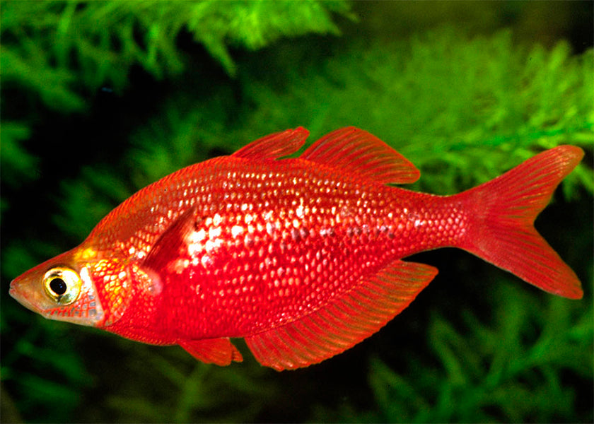 Red Rainbowfish