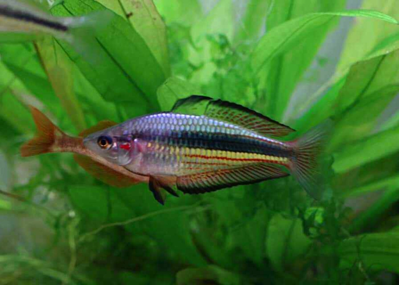 Crimson Spotted Rainbowfish - Kangaroo Ck