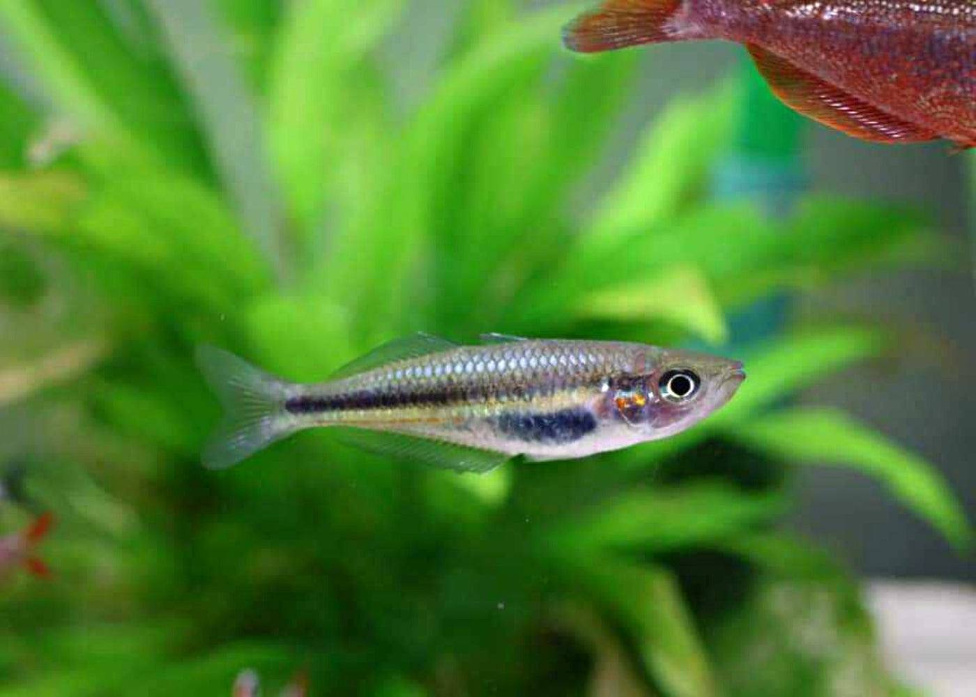Crimson Spotted Rainbowfish - Kangaroo Ck 2