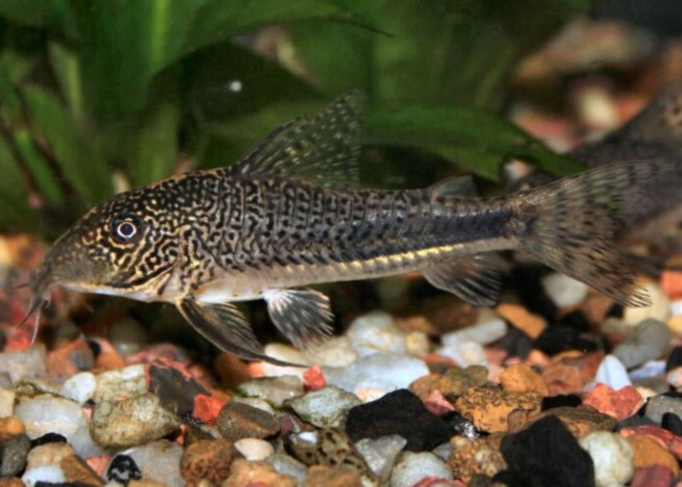 Corydoras - Barbatus