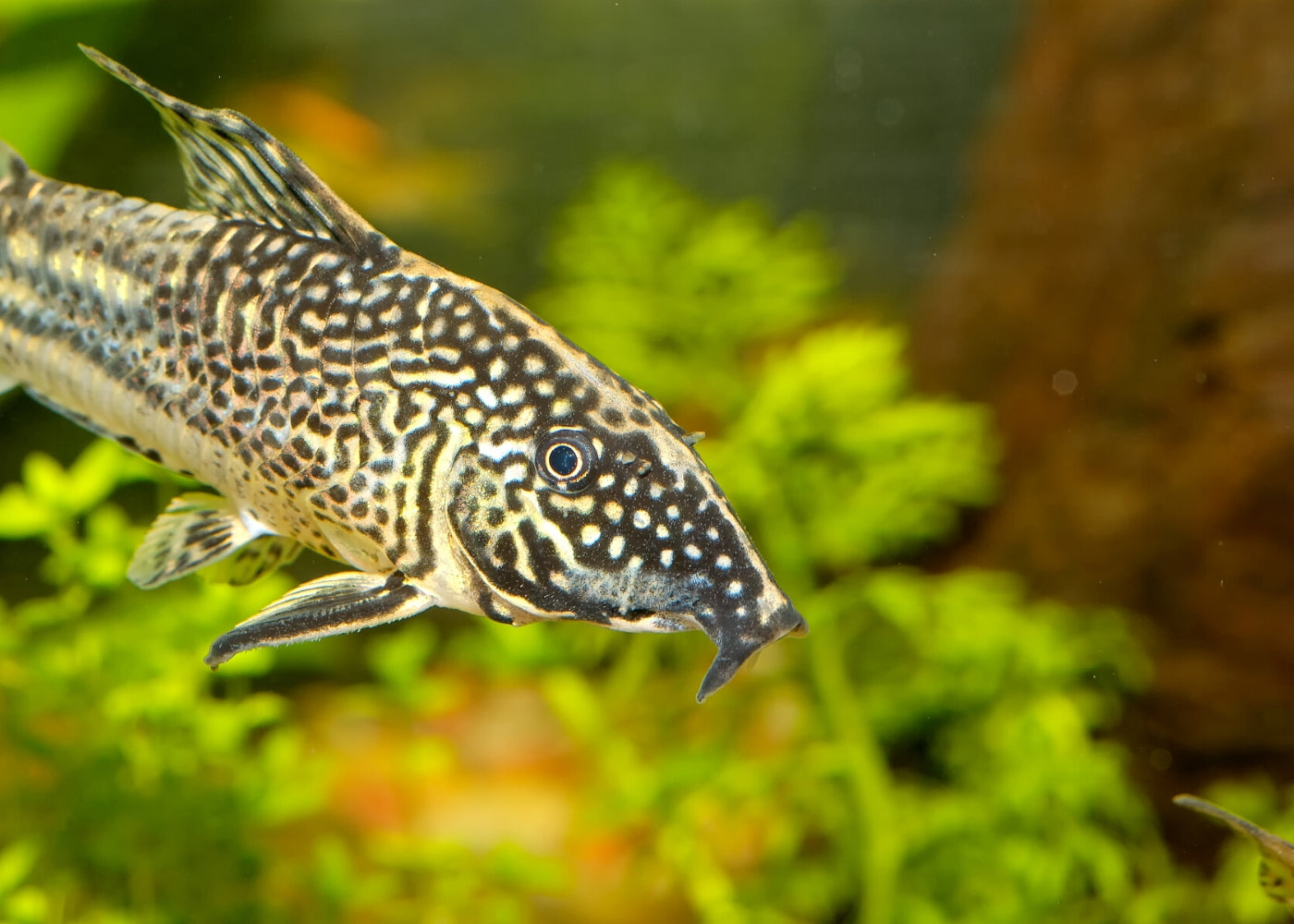 Corydoras - Barbatus 2