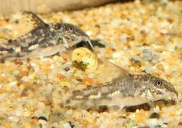 Corydoras - Barbatus 3