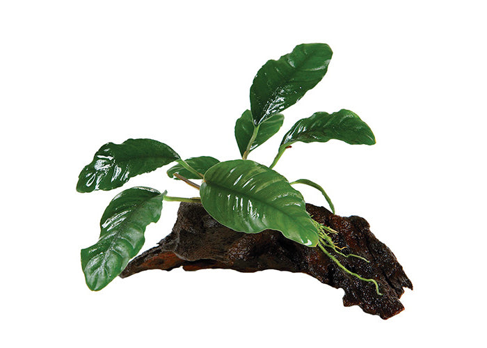 Anubias Coffeefolia Driftwood Creation 2