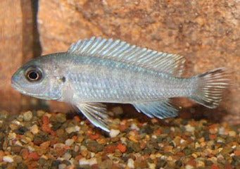 Pseudotropheus Socolofi - Pindani