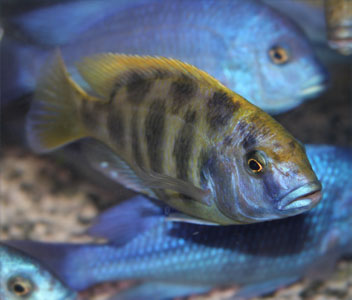 Nimbochromis Venustus 2