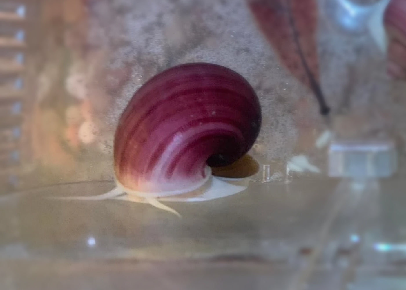 Mystery Snail - Magenta