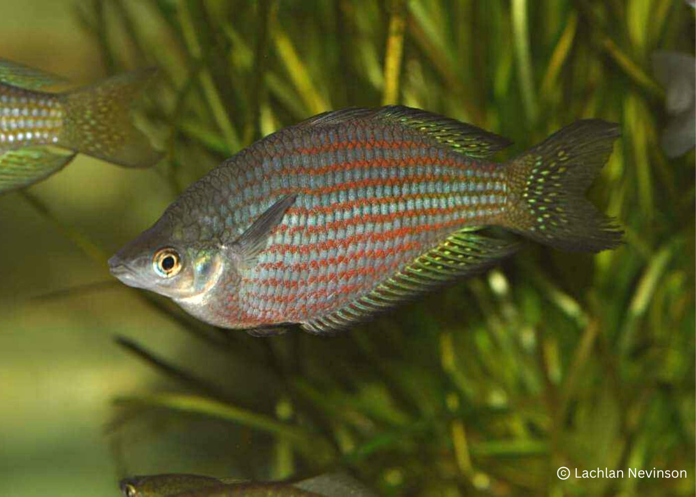 Red Striped Rainbowfish - M. s. rubrostriata