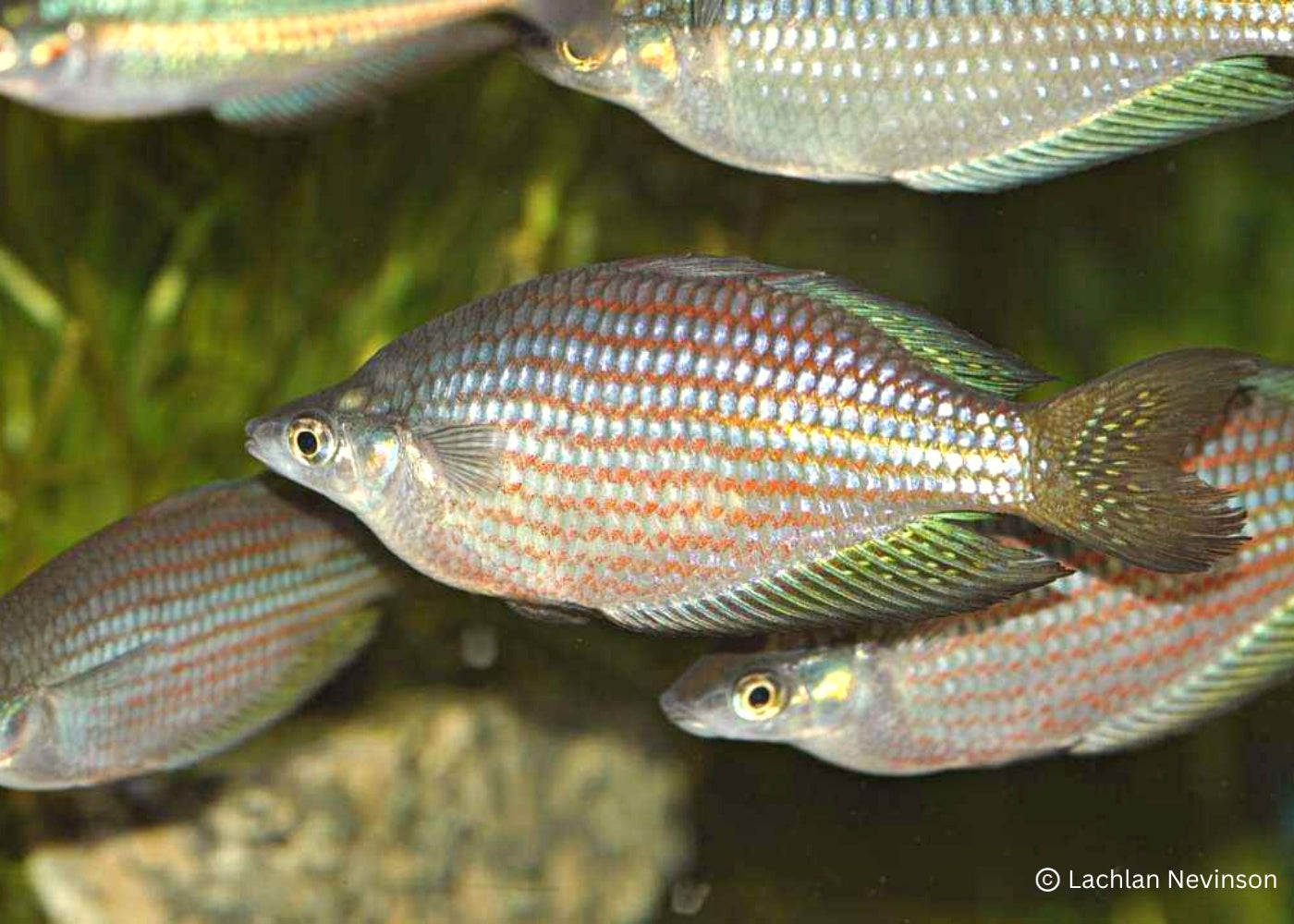 Red Striped Rainbowfish - M. s. rubrostriata 2