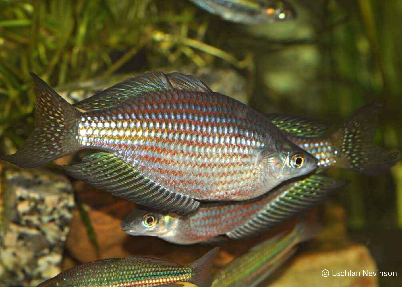Red Striped Rainbowfish - M. s. rubrostriata 3
