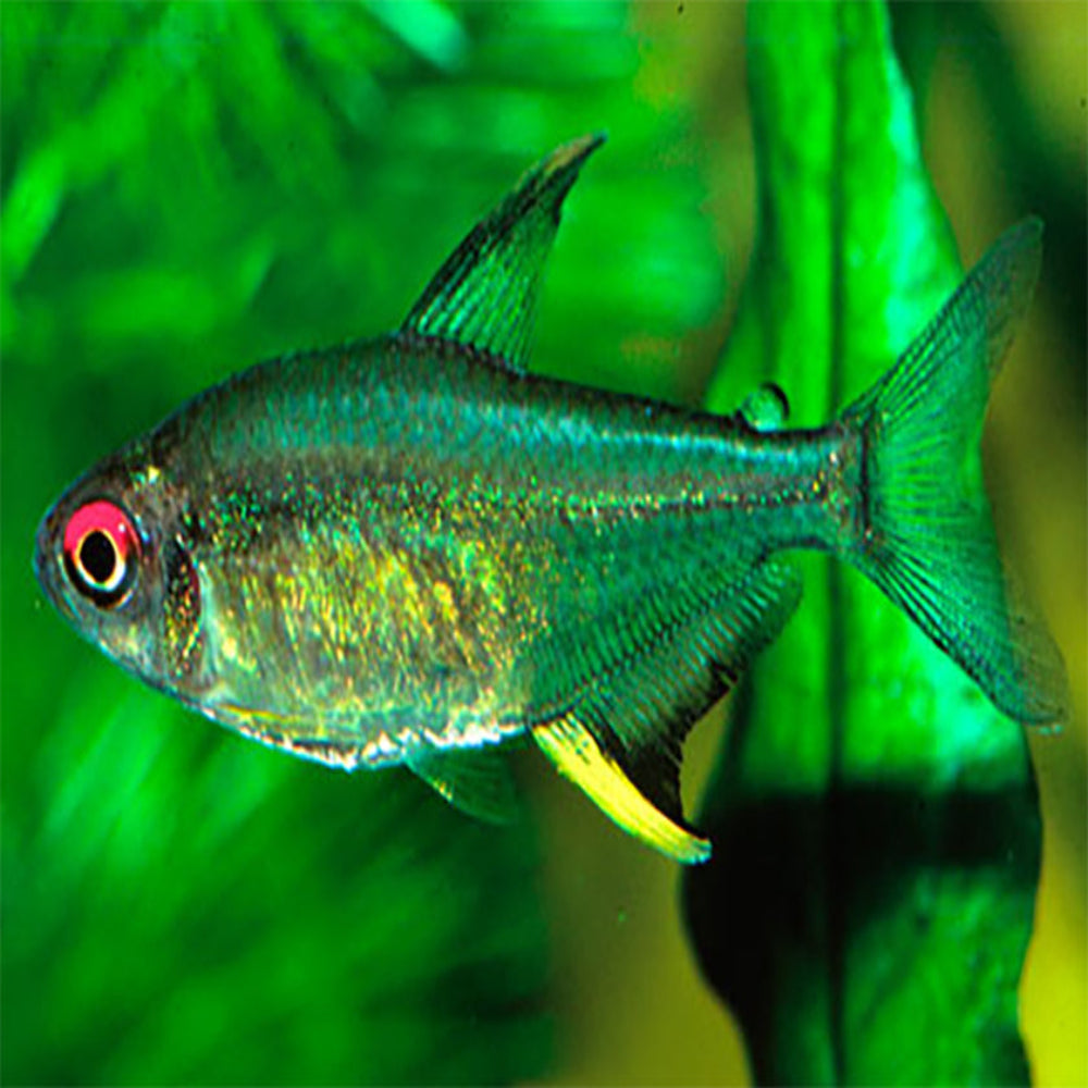 Lemon Tetra - Special 6 for $20 3