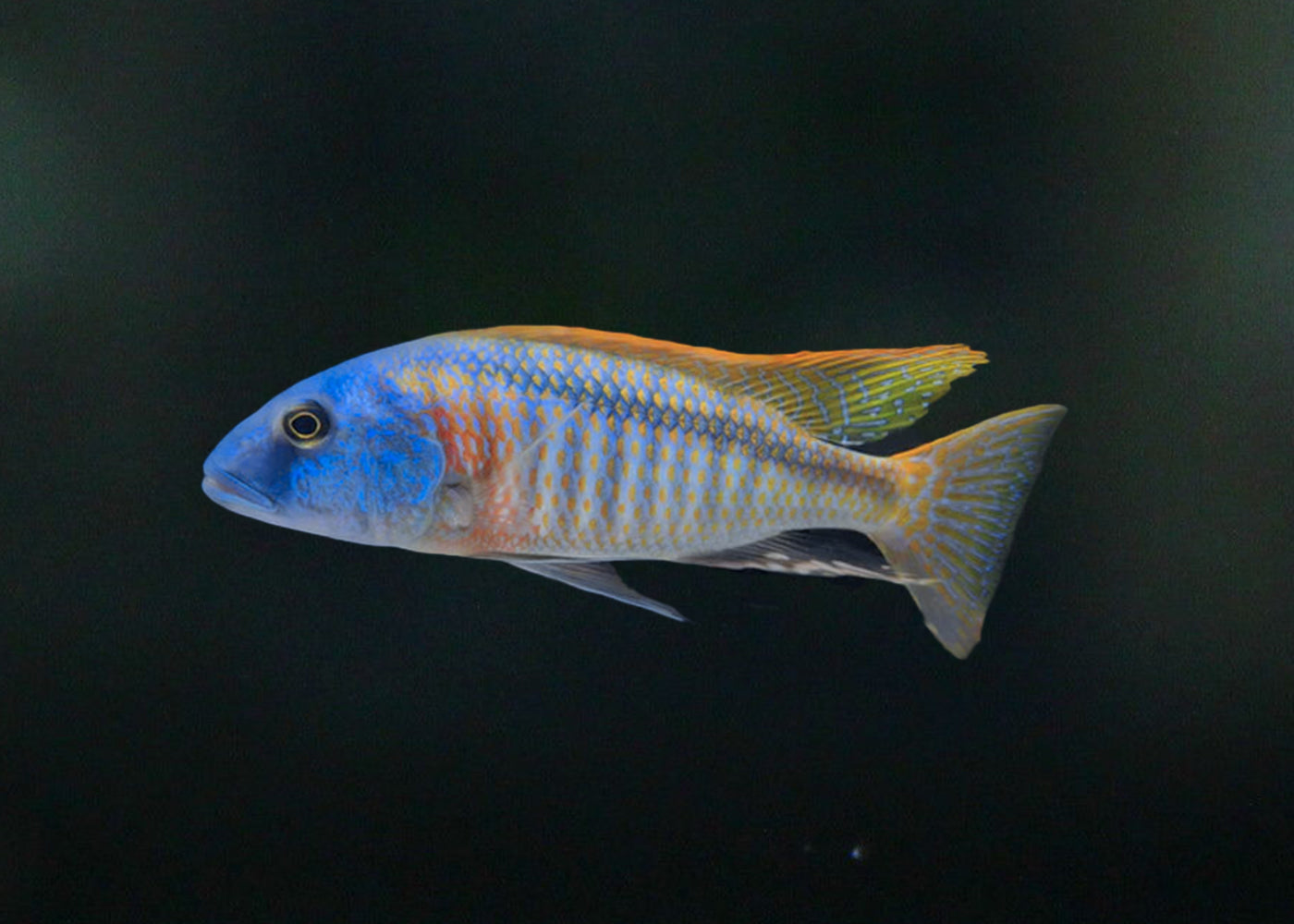 Buccochromis Rhoadesii