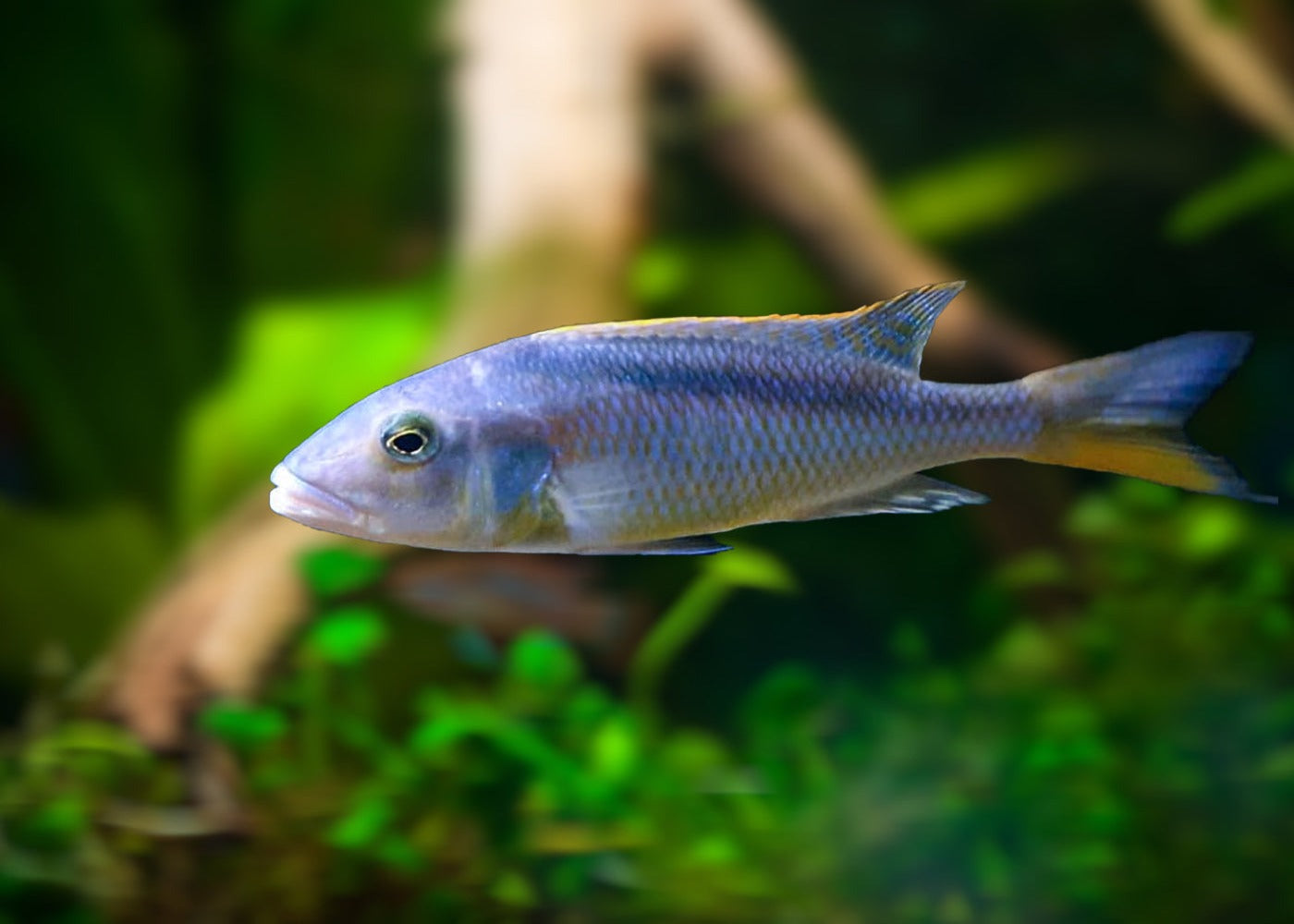 Buccochromis Rhoadesii 2