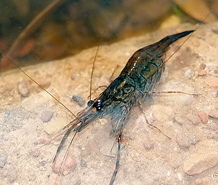 North West Prawn - Freshwater - Macrobrachium Bullatum
