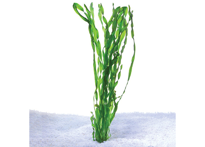 Contortionist Vallisneria