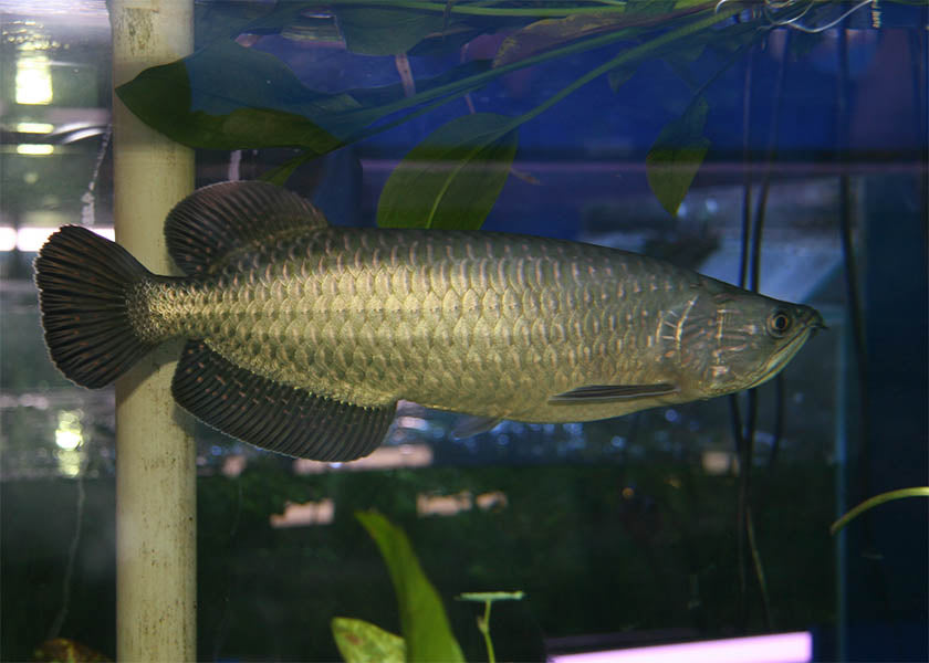 Saratoga - Qld Leichardti